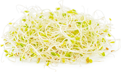 Alfalfa Sprouts 1 Lb